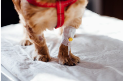 Opinió | Article relacionat amb la reacció dels veterinaris al Reial Decret 666/2023