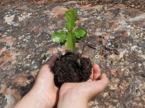 Conectados a la naturaleza durante el COVID